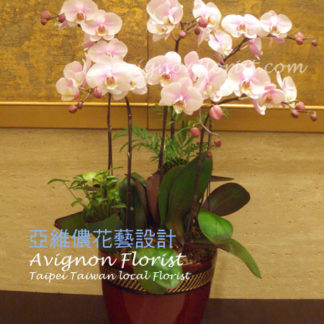 Pink Moth orchids for Taiwan New Year