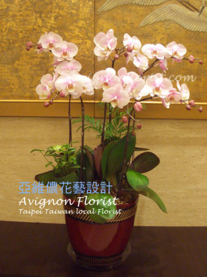 Pink Moth orchids for Taiwan New Year