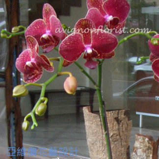 Red Taiwan Butterfly Orchids