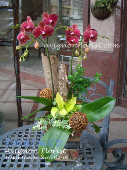 Happiness orchid Taipei Taiwan