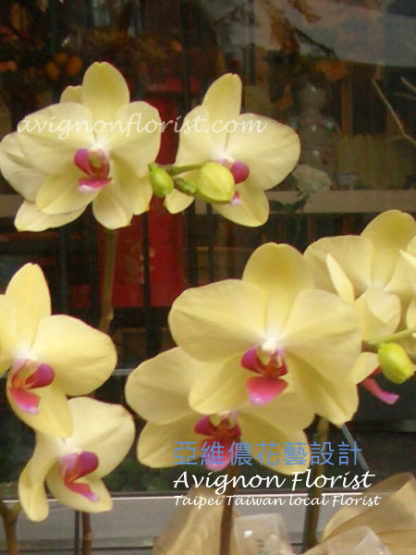 Joy Yellow Orchid