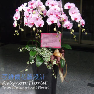 Orchids are a common congratulatory gift in Taiwan.
