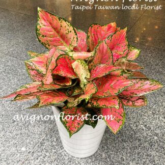 Beautiful red Variegated Aglaonema for delivery in Taipei, Taiwan