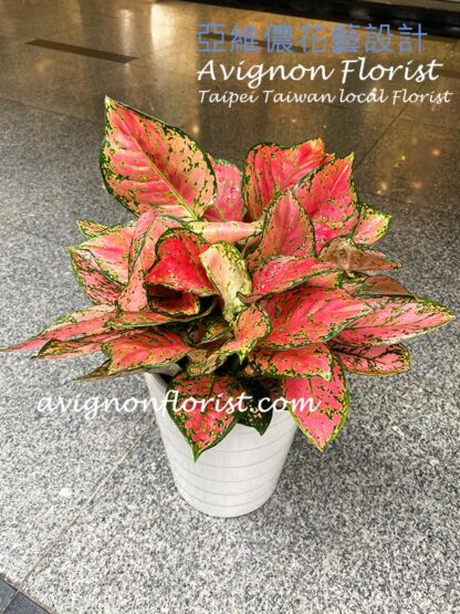 Beautiful red Variegated Aglaonema for delivery in Taipei, Taiwan