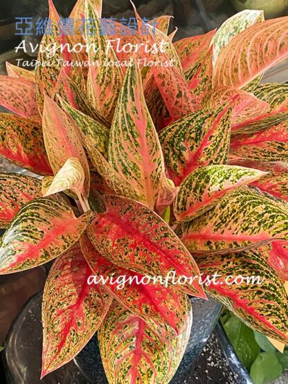 Variegated Aglaonema| decorative plant | Taipei Taiwan