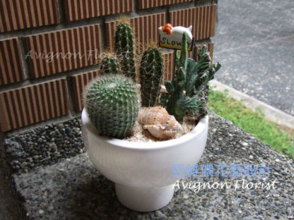 An assortment of cacti