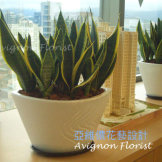 Snakeplant decorative office plant
