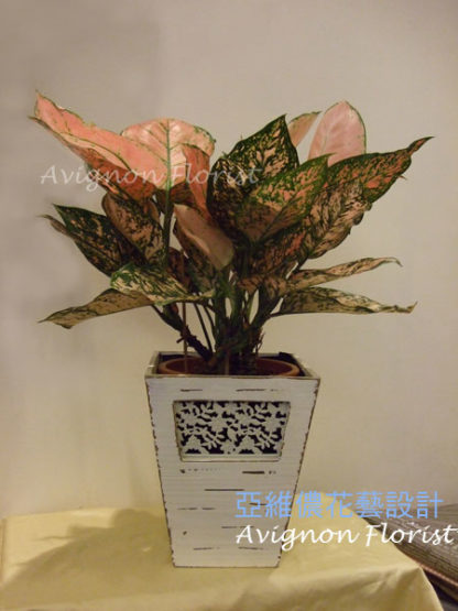 This Variagated Aglaonema from 亞維儂花藝設計 Avignon Florist has beautiful green leaves mottled with pink.