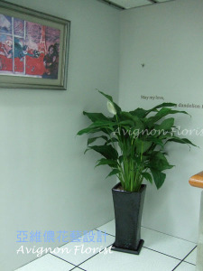 Peace Lily office plants
