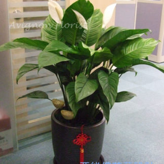 Peace Lily from 亞維儂花藝設計 Avignon Florist