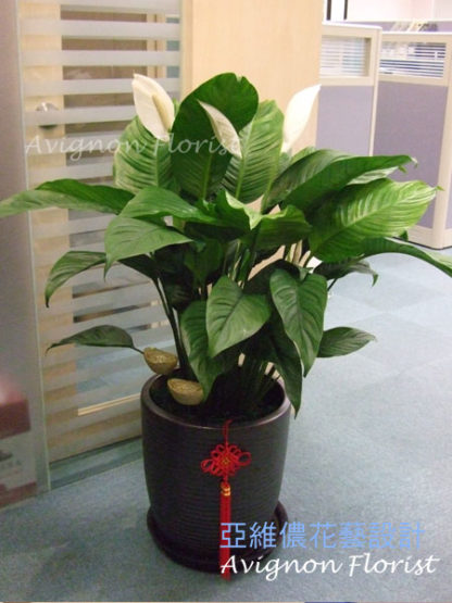 Peace Lily from 亞維儂花藝設計 Avignon Florist