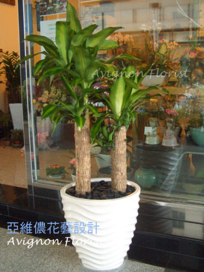Brazilian Stick Plant | Fortune Tree| Taipei Taiwan